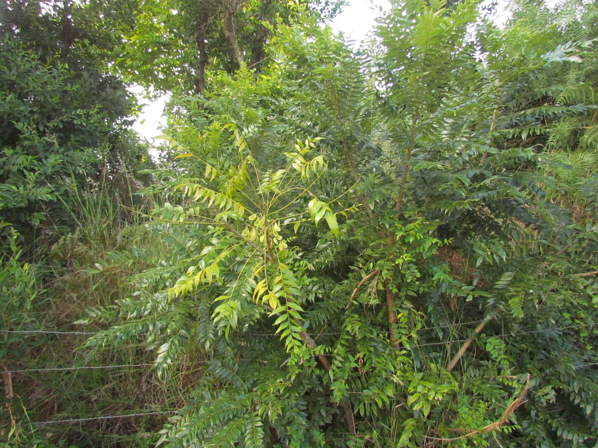 Ateleia gummifera